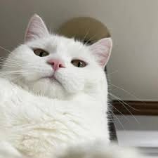 Sarfraz Ahmed avatar